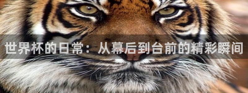世界杯亚洲区预选赛赛程：世界杯的日常：从幕后到台前的精彩瞬间