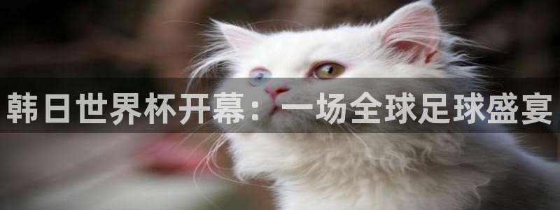 2026年世界杯对阵图：韩日世界杯开幕：一场全球足球盛宴